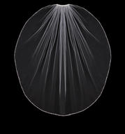 En Vogue Bridal Accessories